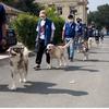 天津金吉宝训犬基地