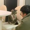 土豆是只猪