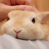 Usagi🐰🐱