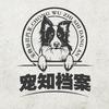 宠知档案