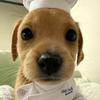 狗牙犬