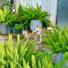 花植妙语