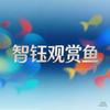 智钰观赏鱼