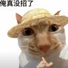 鸫忝