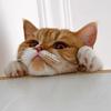 好耶猫猫头