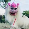 河南小白狮 团长李正浩（全国接单）