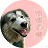 淘宝是只阿拉斯加🐶