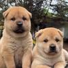 淘一只纯种的田园犬