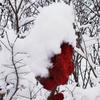 红梅傲雪