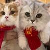 不甜的猫饭日记