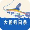 大杨钓白条