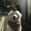 王成成成成