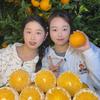 自家果园🍊（爱媛果冻橙）
