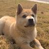 田园犬可乐