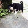 @农村土狗土狗（农村生活）