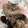 金金养猫记