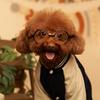 Moli是只汪🐶