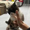 家有萌猫猫