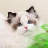 小雏菊猫舍