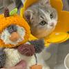 鼻嘎小猫（芒狗）