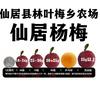 林叶农场仙居杨梅