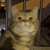 猫āo猫áo猫ǎo猫ào