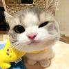 酸奶猫meme