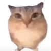 满级夹子YYDS