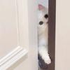未迟