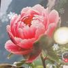 槿夕花开