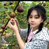 大柚子*^