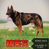 🇨🇳军警•华脉「昆明犬」小号1