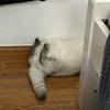 我的猫咪日记