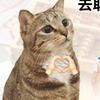 快乐小薯条🧢