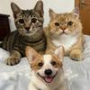 三小只🐶🐱