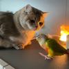 闪电猫和招财鸡