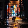 猫口普查员（小院改造中）