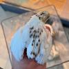 毛兔芦丁鸡