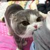 朱老师养猫指南