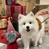 雪花耶🐾