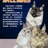 杭州景江缅因猫舍