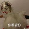 骑着蚂蚁看星星✨