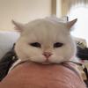 李白是只猫