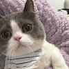 小汁猪