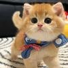 王多鱼的猫