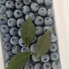 蓝莓（代办），庄河产地直发。
