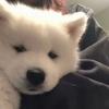 小白狗(戒断dzy持续中）