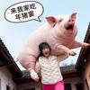 呆呆猪