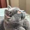 豌豆是只猫