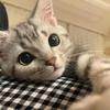 猫猫大王登场